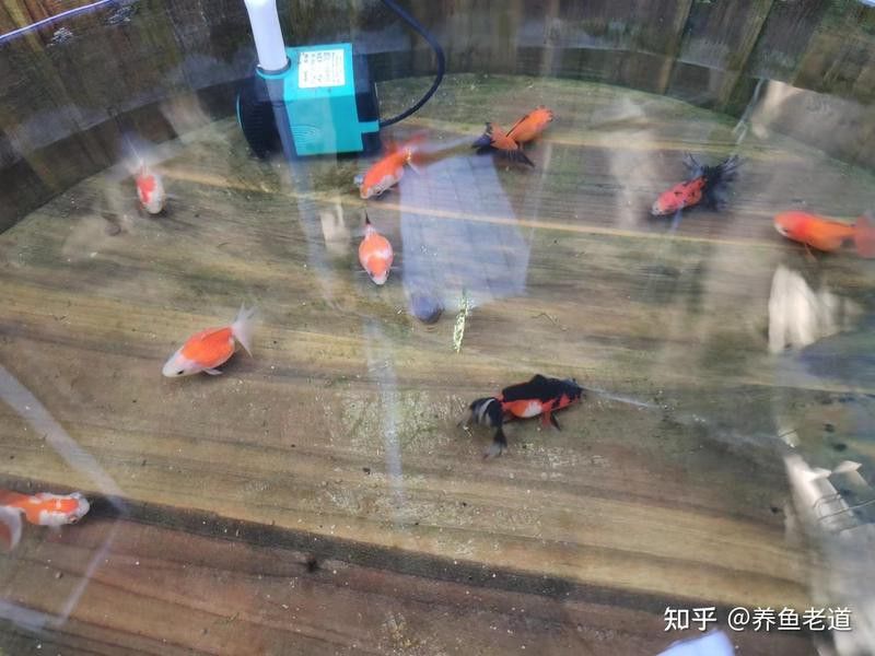 紅龍魚飼料能喂羅漢魚嗎