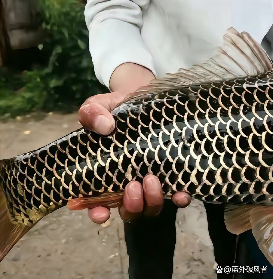 全黑龍魚多少錢一條圖片