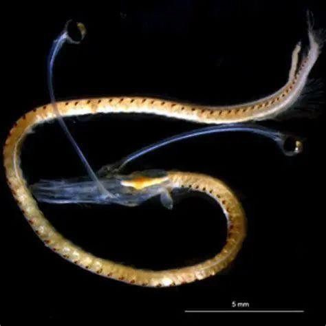 全黑龍魚多少錢一條圖片