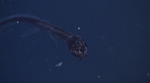 全黑龍魚多少錢一條圖片