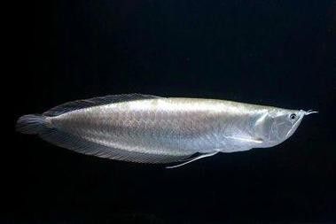 全黑龍魚多少錢一條圖片