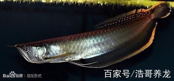 全黑龍魚多少錢一條圖片