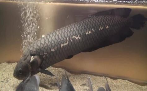 全黑龍魚多少錢一條圖片