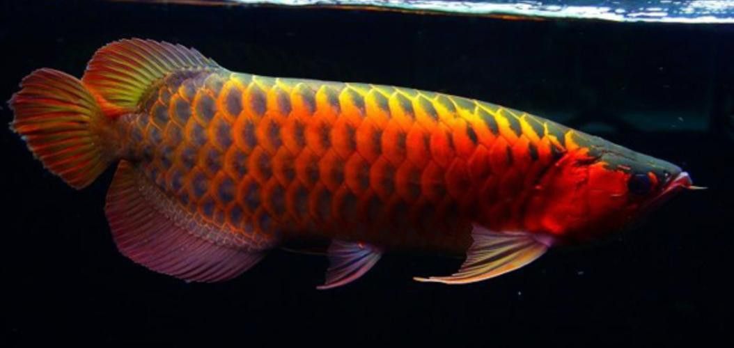 全黑龍魚多少錢一條圖片