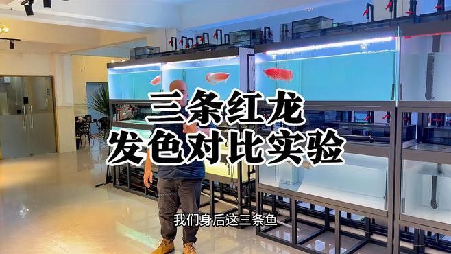 紅龍魚第二鱗框發色失敗怎么辦？