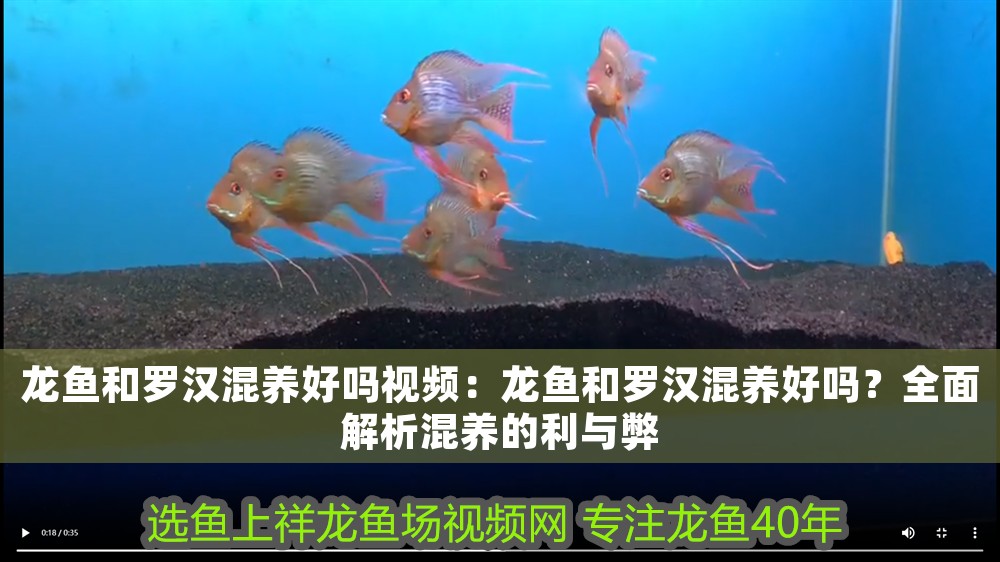 龍魚(yú)和羅漢混養(yǎng)好嗎視頻：龍魚(yú)和羅漢混養(yǎng)好嗎？全面解析混養(yǎng)的利與弊