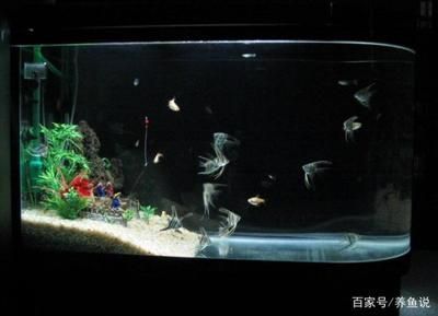 擦魚(yú)缸龍魚(yú)亂竄怎么辦（龍魚(yú)在魚(yú)缸亂竄,是怎么回事啊-龍魚(yú)學(xué)堂）