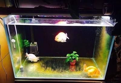 擦魚(yú)缸龍魚(yú)亂竄怎么辦（龍魚(yú)在魚(yú)缸亂竄,是怎么回事啊-龍魚(yú)學(xué)堂）