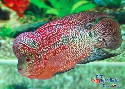 紅龍魚號半是什么意思（如何辨別紅龍魚號半的真偽）