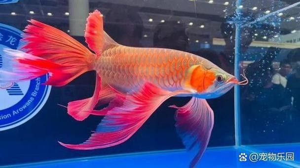 銀龍魚和紅龍魚哪個好養(yǎng)