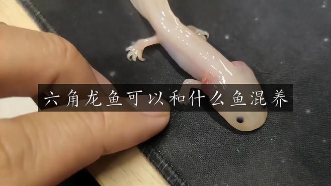 六角龍的最佳混養伙伴有哪些？