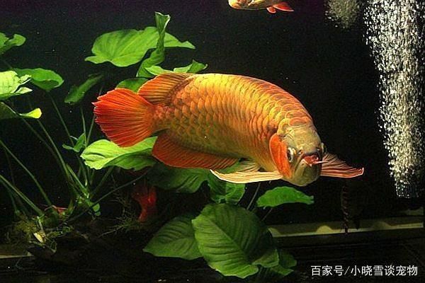 紅龍魚繁殖期營養需求詳解：紅龍魚在繁殖期間的營養需求是確保成功關鍵因素之一