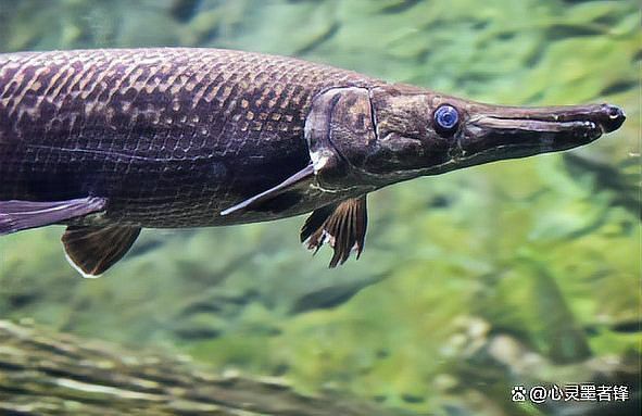 金龍魚(yú)體重