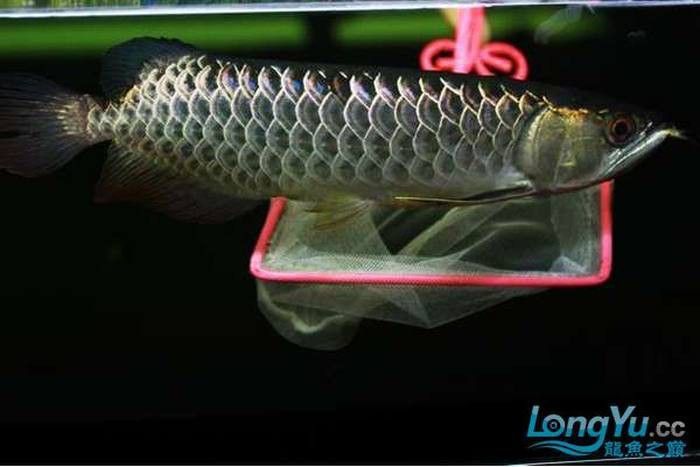 如何區(qū)分金龍魚中的B級和高背？