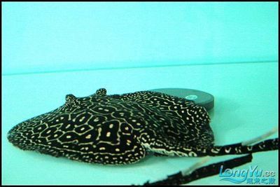 龍魚白缸還是黑缸好，龍魚的魚缸選擇時白缸與黑缸各有其特點和優缺點