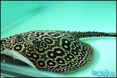 龍魚白缸還是黑缸好，龍魚的魚缸選擇時白缸與黑缸各有其特點和優缺點