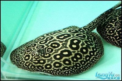 龍魚白缸還是黑缸好，龍魚的魚缸選擇時白缸與黑缸各有其特點和優缺點