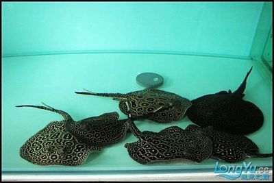 龍魚白缸還是黑缸好，龍魚的魚缸選擇時白缸與黑缸各有其特點和優缺點