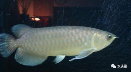 龍魚在原產地是食用魚嗎為什么：龍魚在原產地是否為食用魚取決于具體的種類和地區