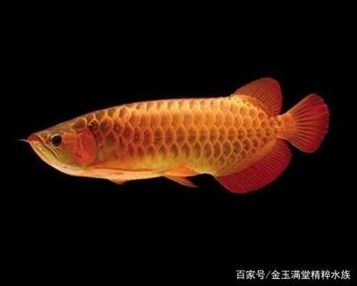 龍魚在原產(chǎn)地是食用魚嗎為什么：龍魚在原產(chǎn)地是否為食用魚取決于具體的種類和地區(qū)