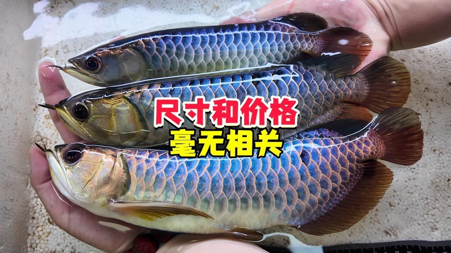 如何挑選高品質的古典龍魚？