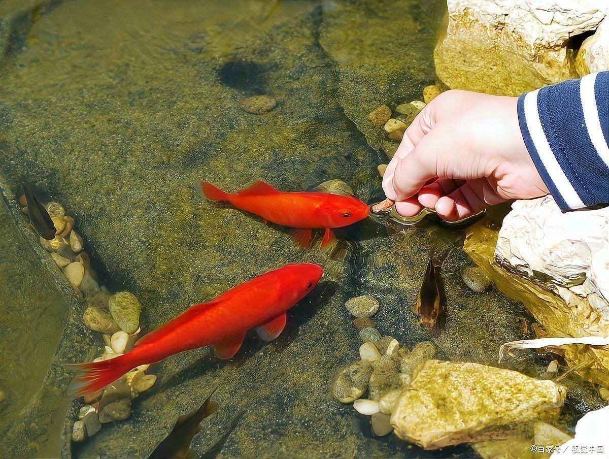 金龍魚喂養(yǎng)什么飼料長得快