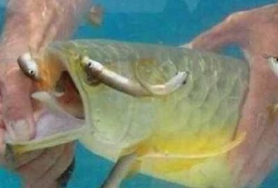 金龍魚為什么不吃泥鰍：金龍魚不吃泥鰍的原因可能有多種：金龍魚不吃泥鰍的原因