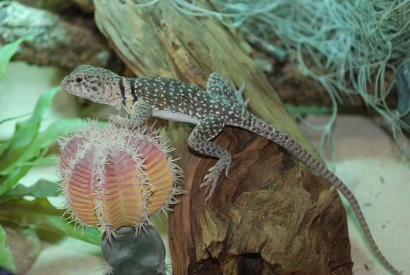 紅龍魚初期發(fā)色怎樣看出來（關(guān)于紅龍魚初期發(fā)色時(shí)顏色觀察的一些要點(diǎn)）