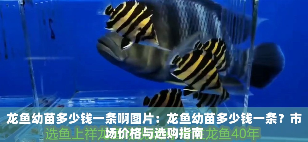 龍魚幼苗多少錢一條啊圖片：龍魚幼苗多少錢一條？市場價格與選購指南