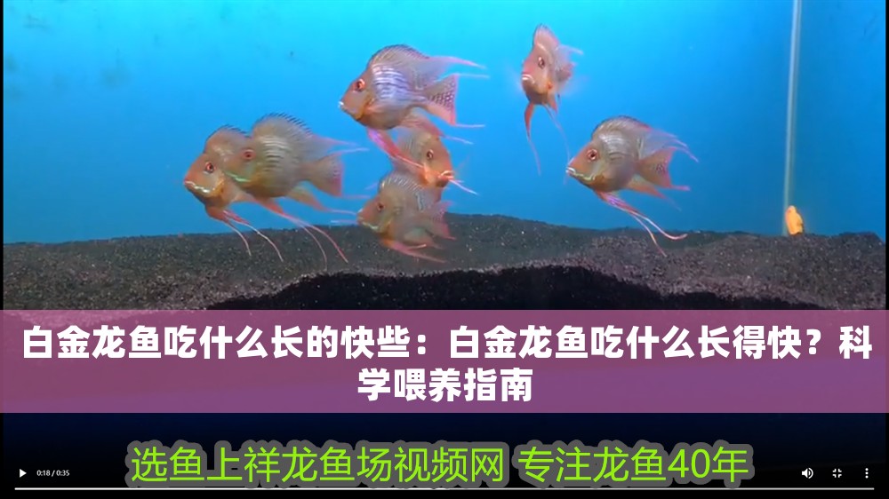 白金龍魚吃什么長的快些：白金龍魚吃什么長得快？科學喂養指南