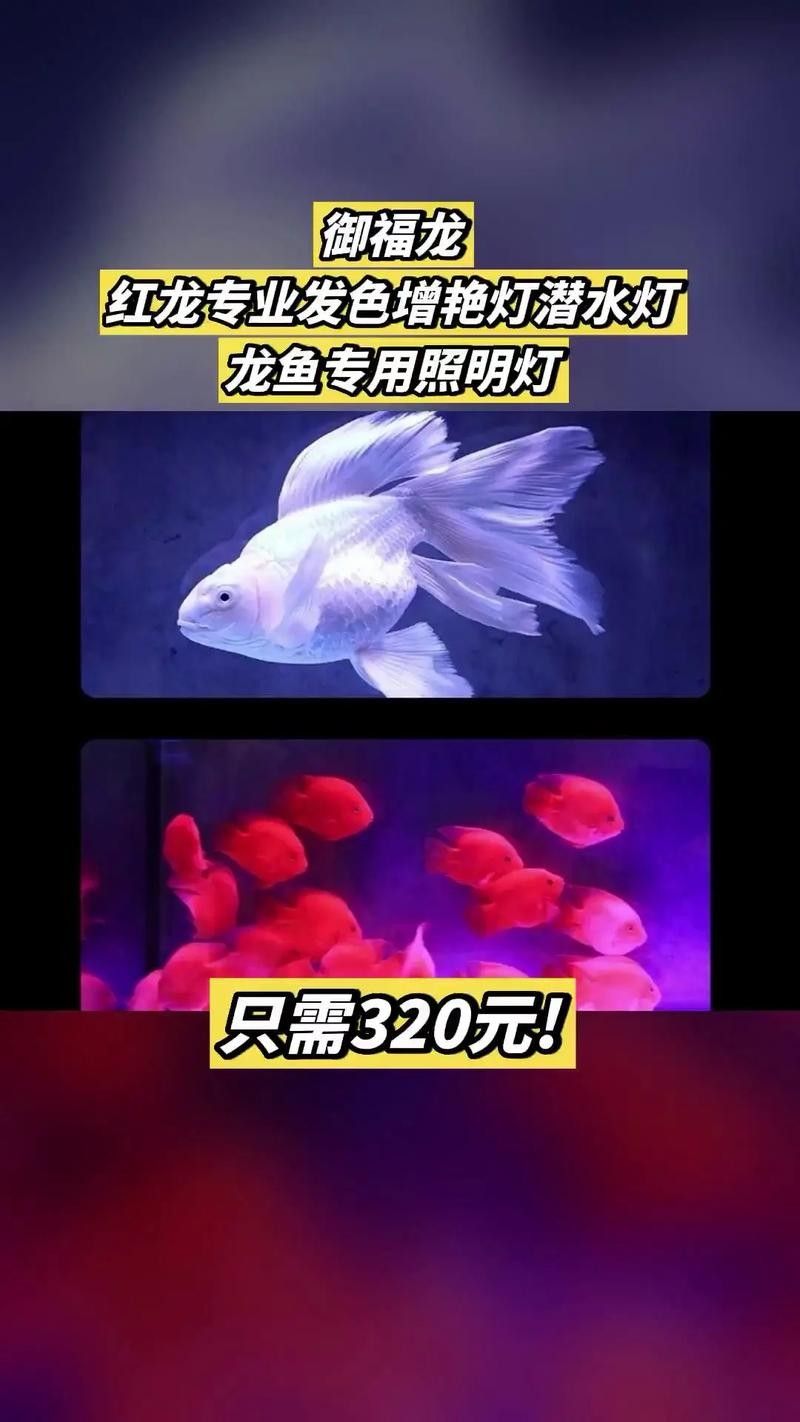 龍魚用什么燈上色好看圖片