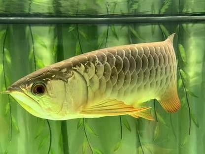 龍魚用什么燈上色好看圖片