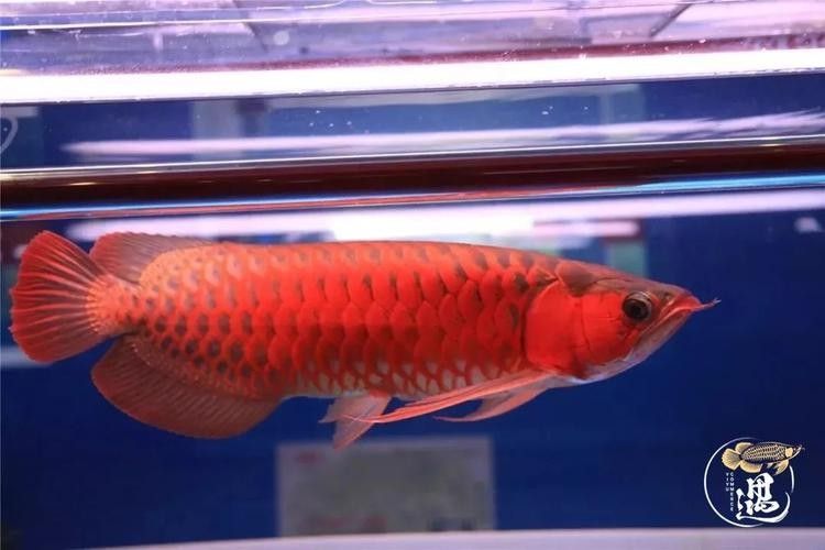 龍魚用什么燈上色好看圖片