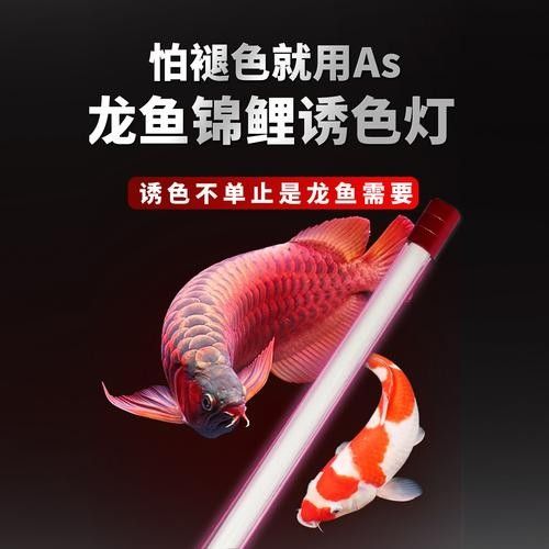 龍魚用什么燈上色好看圖片