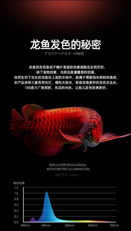 龍魚用什么燈上色好看圖片