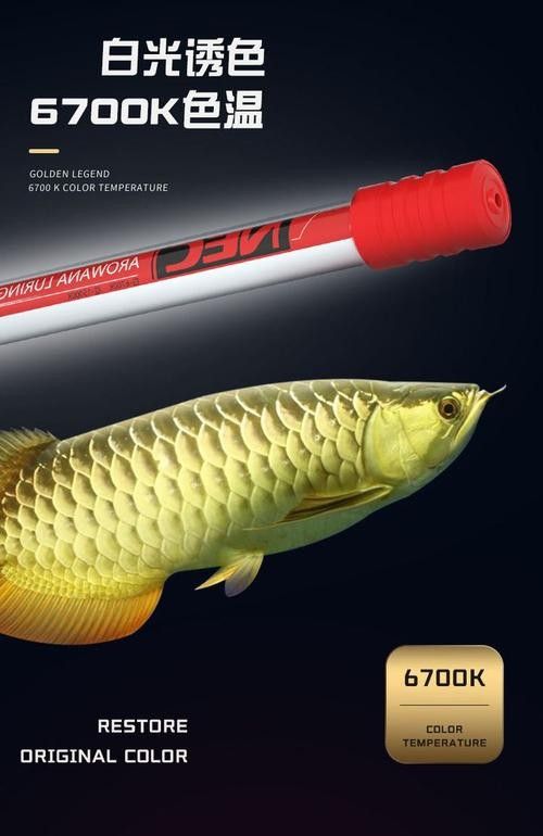 龍魚用什么燈上色好看圖片