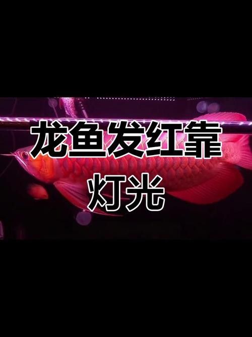 龍魚用什么燈上色好看圖片