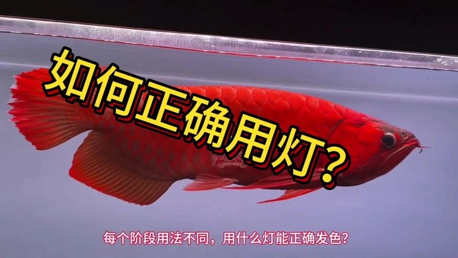 龍魚用什么燈上色好看圖片