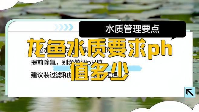 如何設置高背金龍魚的最佳水質？