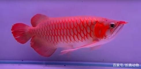 紅龍魚幼魚營養均衡食譜：紅龍魚幼魚的喂養需要注意食物的選擇、喂食的頻率以及喂食的頻率