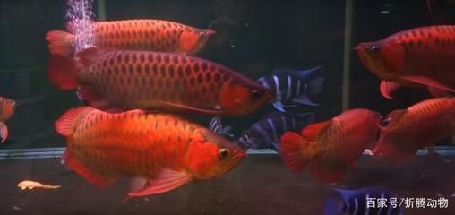 紅龍魚幼魚營養均衡食譜：紅龍魚幼魚的喂養需要注意食物的選擇、喂食的頻率以及喂食的頻率