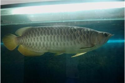 金龍魚2斤多少錢【金龍魚2斤價(jià)格波動(dòng)多少錢找到】