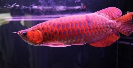 大金龍魚可以吃嗎：大金龍魚可以吃嗎，