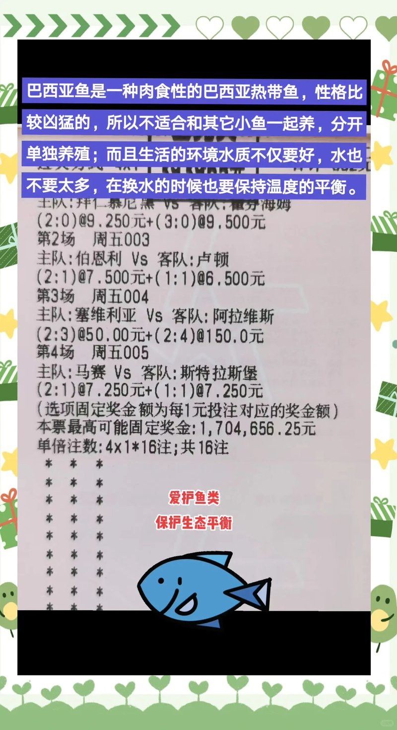 巴西亞魚能和銀龍魚一起養么視頻 巴西亞魚能和銀龍魚一起養么視頻 龍魚百科 第1張