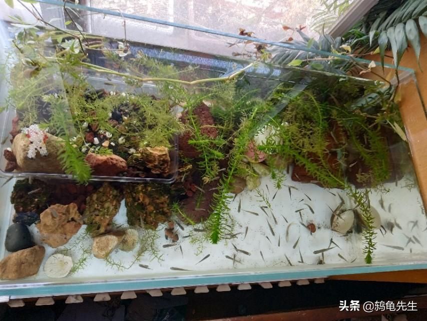 紅龍魚眼睛往里凹了怎么回事兒視頻教程（紅龍魚眼睛往里凹了怎么回事兒視頻教程）