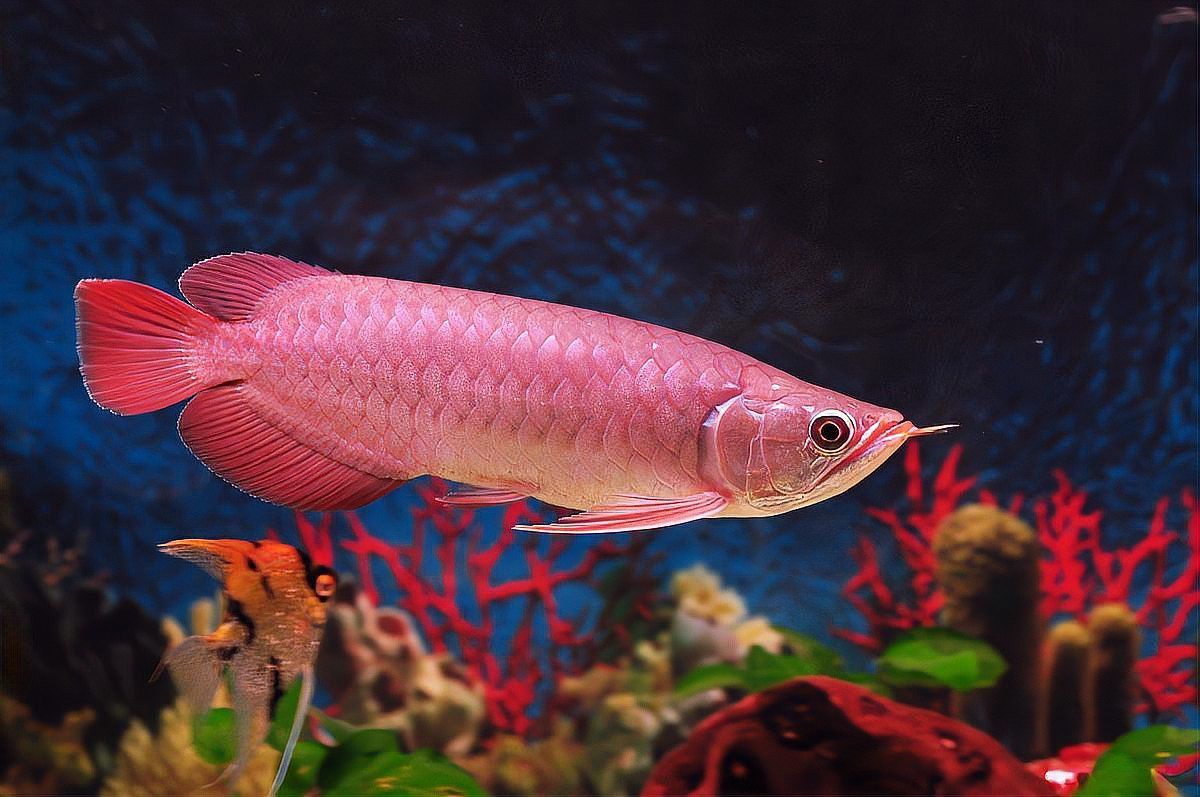 如何辨別紅龍魚是否健康？