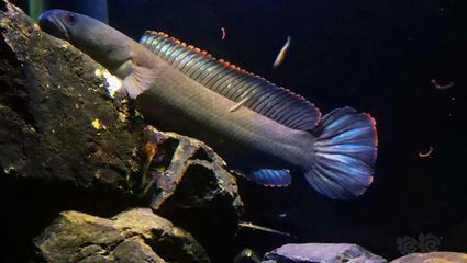 龍魚和清道夫能一起養(yǎng)嗎（龍魚和清道夫可以一起養(yǎng)但需要確保魚缸的水質(zhì)適宜）