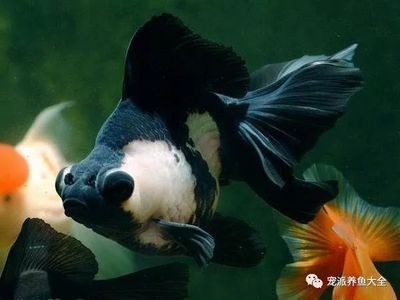 龍魚吃錦鯉：如何判斷龍魚吃錦鯉的情況