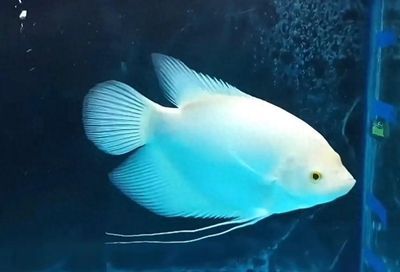 龍魚倒立頭朝上游的原因及解決方法（龍魚倒立頭朝上游可能由多種因素引起，可能是多種因素引起的）