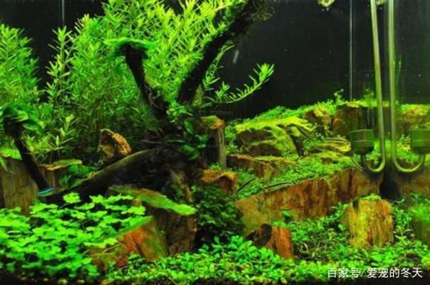 水族箱內光照均勻分布技巧：水族箱光照強度調節方法